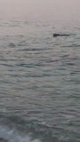 Puk in de Middelandse Zee, en dan nog gedraagt hij zich als een Beagle, hij zwemt de andere kant op.