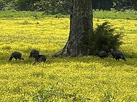 IMG_8943