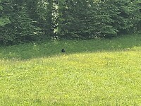 IMG_8946