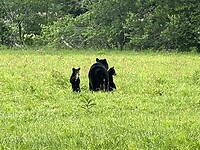 IMG_8979