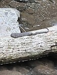 IMG_8991