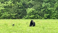Mama bear met 3 kleintjes