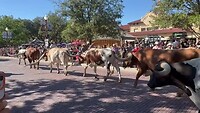 Cattle drive Fort Worth