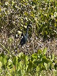 IMG_6748