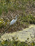 IMG_6749