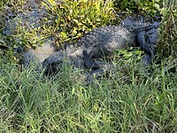 IMG_6751