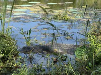 IMG_6753