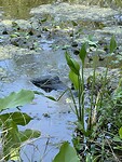 IMG_6756