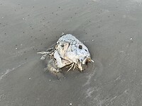 IMG_6870