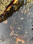 IMG_8632