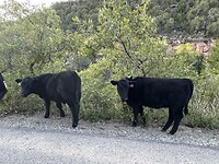 IMG_0053