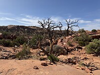 IMG_0098