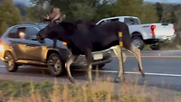Papa moose