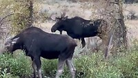 Moose