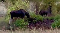 Familie moose