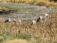 IMG_0655