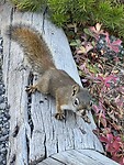 IMG_0852