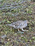 IMG_1567