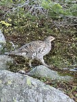 IMG_1564