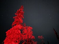IMG_2494