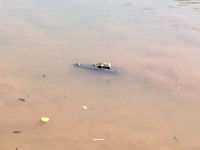 Krokodil