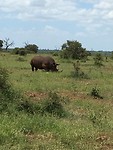 neushoorn