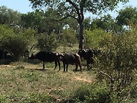 buffels