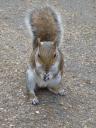 squirrels in Hydepark