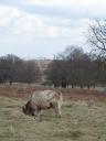 Nieuw diersoort in Richmondpark
