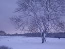 Richmond park