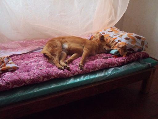not the first time I found a dog in my bed...