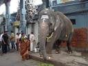 laksmi, our temple elephant