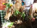 Pongal festival
