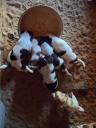 cute puppies