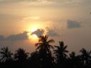 sunset in the forest
