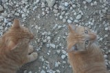 Kiddy cats