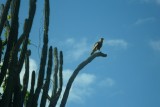 Roofvogel
