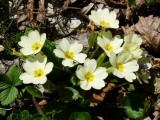 05 Primulas