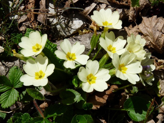 05 Primulas