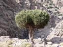 bergboom
