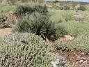 cactus en palmstruiken