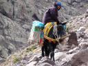 Onze Toubkal ezel