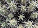 Close up van cactusveld