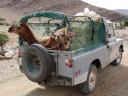 Kamelenvervoer per Landrover
