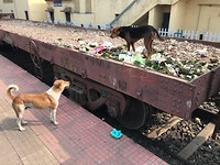 dogsatrailwaystationKhalari
