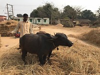 Buffalos
