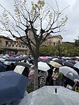 Rij in de regen Disney Sea