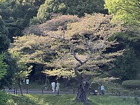 Sakura 1