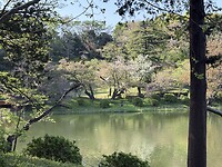 Sakura 2