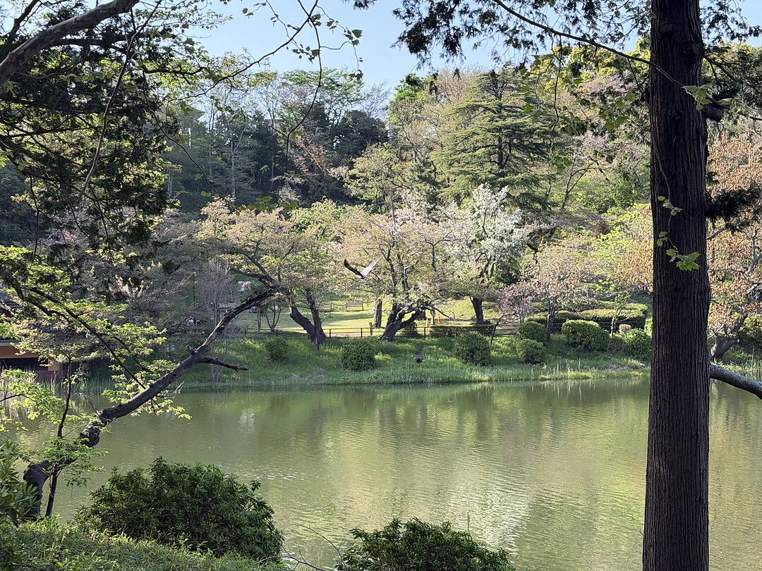 Sakura 2